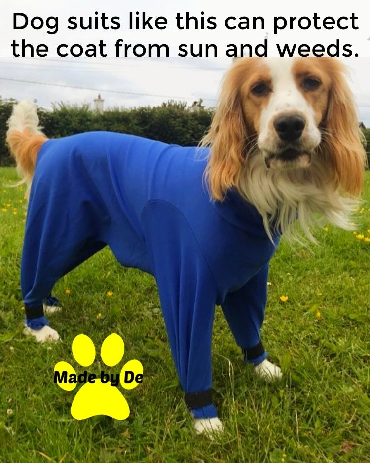 Does your dog need protection from the summer?